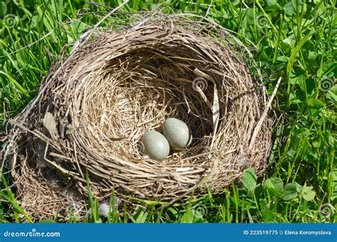 Thrush Eggs in a Nest on the Grass Stock Image - Image of wildlife, outdoors: 223519775