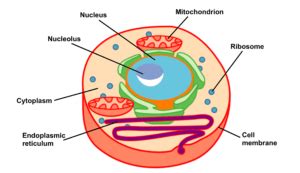 Eukaryotic Cell - Medical Exam Prep