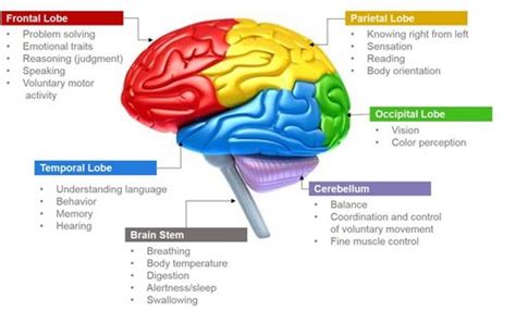 Science images Parts of Brain and Its Functions wallpaper and ...