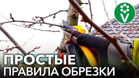 КАК ОБРЕЗАТЬ СЛИВУ? Правила обрезки сливы для начинающих - YouTube