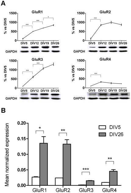 A Western Blot Analysis Of The Four AMPA Receptor Subunits A Time