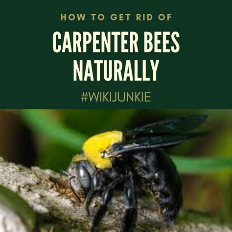 8 Ways How To Get Rid Of Carpenter Bees Naturally WikiJunkie How To