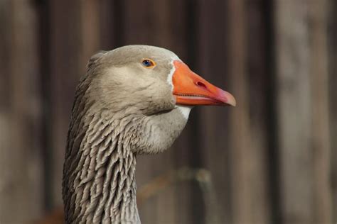 Toulouse Geese Ultimate Care Guide The Poultry Feed