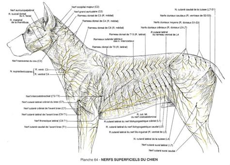 QUESTION RÉPONSE N1 Krystalline Viellart Ostéopathie Animale