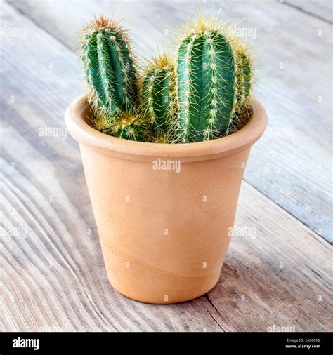 Cactus In Clay Pot And Wooden Table Stock Photo Alamy