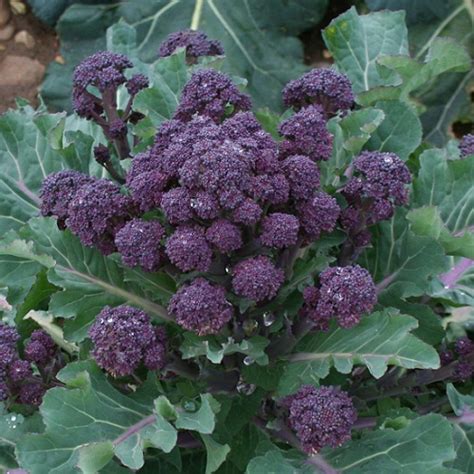 How To Grow Purple Sprouting Broccoli Notion