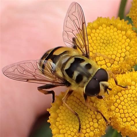 Myathropa Florea Totenkopfschwebfliege Myathropa Florea Flickr