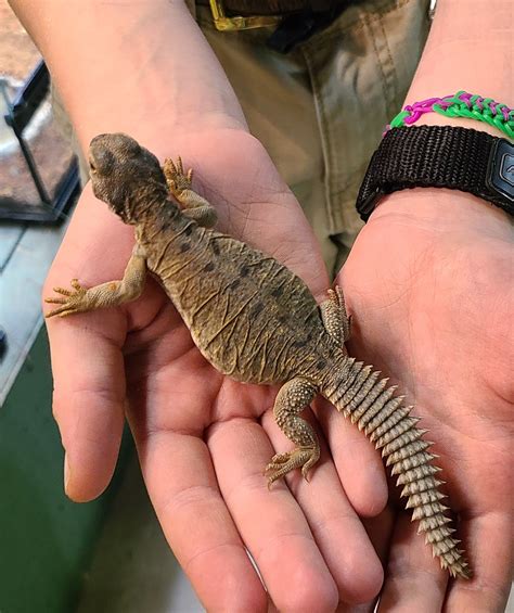 Uromastyx Aegyptia Egyptian Uromastyx Egyptian Uro