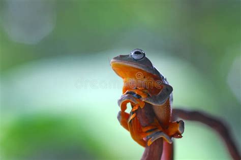 Flying Frog, Javan Tree Frog, Rhacophorus Reinwartii Stock Photo - Image of animal, echinacea ...