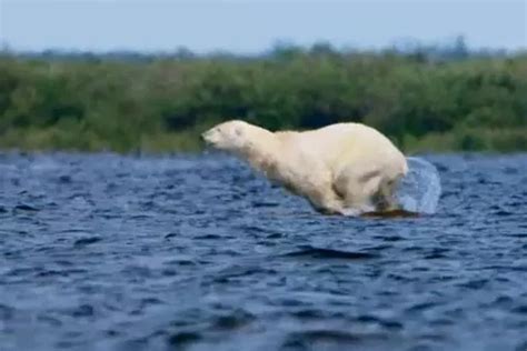 Moment Desperate Polar Bear Dives After Pod Of Whales In Bid To Beat