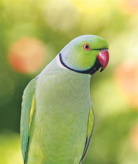 Zoo Internships Ringneck Parakeet