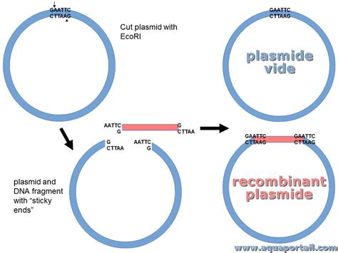 Recombinant D Finition Et Explications