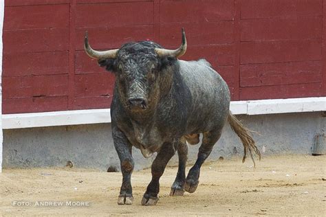 Del Toro Al Infinito ¡que Dios Te Libre De Un Toro Bravo Por