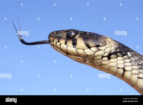 Grass Snake Uk 2009 Stock Photo Alamy