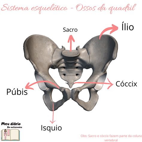 Anatomia Das Articula Es Do Osso Do Quadril No Sistema Do Esqueleto