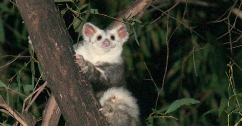 These Mammals Were Just Discovered in Australia, Increasing Biodiversity