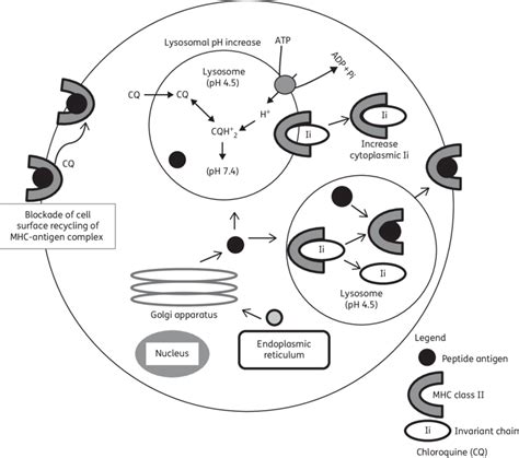 Major Inhibitory Roles Of Chloroquine In Lysosomes Intralysosomal Ph