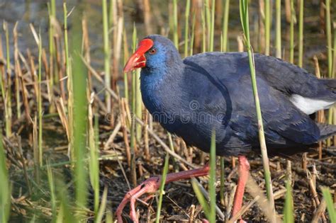 Colorful Blue Bird With Red Beak In The Pond During Daytime Pukeko
