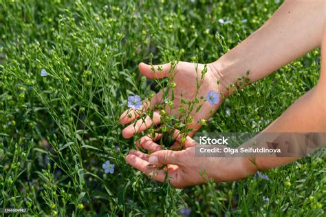 Female Hands Hold Flax Plants With Flowers Against The Background Of A