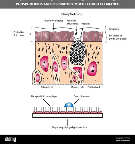 Mucus Layer Stock Vector Images Alamy