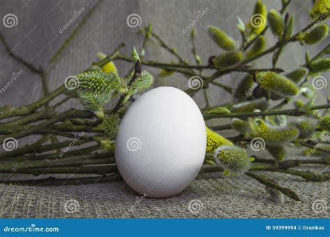 Egg Willow Pussy Willow Branch Fluffy White Bud Stock Photo Image Of Holiday Horizontal