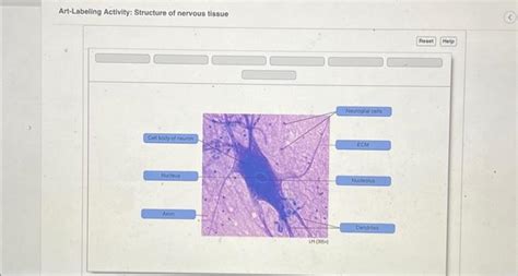 Solved Art Labeling Activity Structure Of Nervous Tissue Chegg