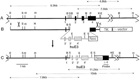 Replacement Of The Mouse Apoe Gene With The Human Apoe Gene A