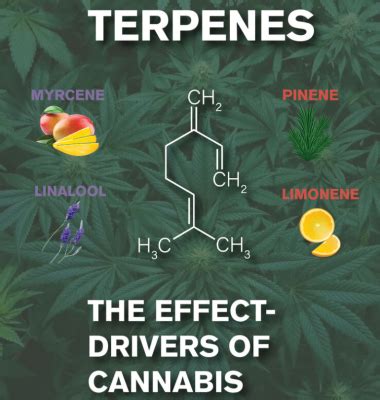 Understanding Cannabis Terpenes: Aromas, Flavors, and Effects | Dutch ...