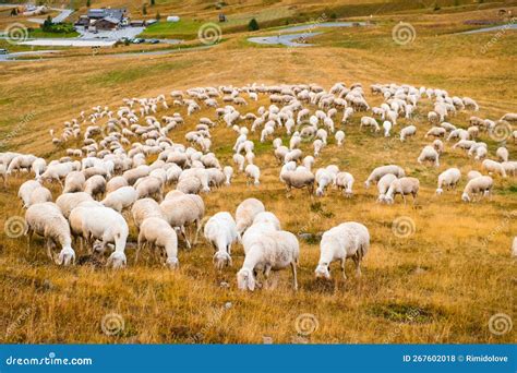 Flock Of Sheep Eats Grass On Mountain Pastures Stock Photo Image Of