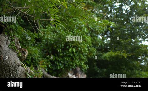 Eurasian Tawny Owl Strix Aluco Adult In Flight Taking Off From Tree