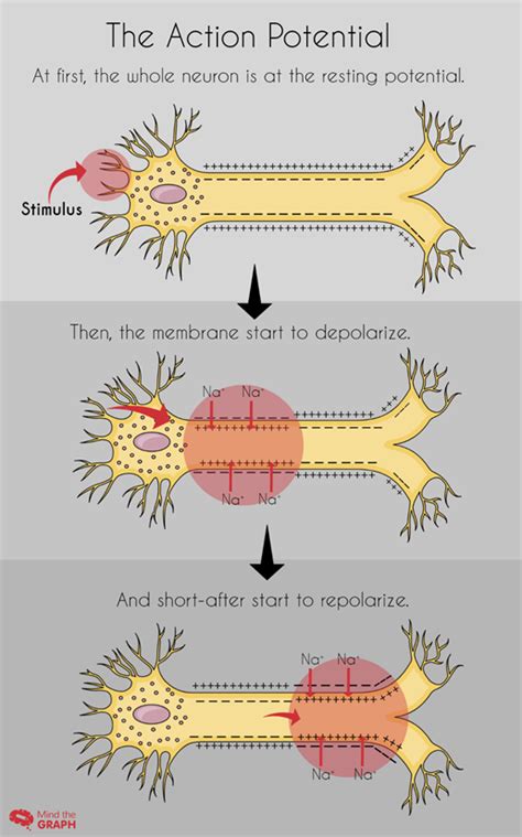 Nerve Impulses PART 1 – The Action Potential - MTG
