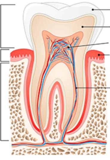 Digestive System Tooth Diagram Quizlet