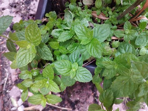 Mint Companion Plants 13 Of The Best And 5 Worst One