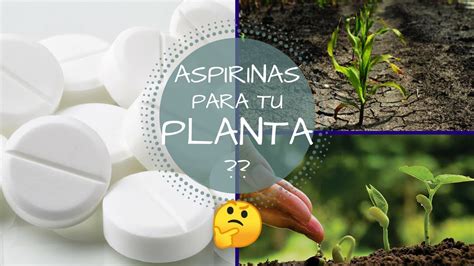 Con Una Sola Aspirina Tus Plantas Creceran Verdad O Mito Que