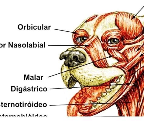 Músculos da Cabeça Mind Map