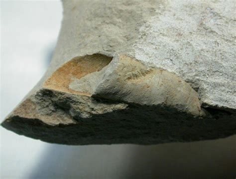 Orthocone Cephalopod Fossil