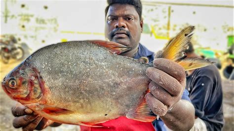 Kasimedu Speed Selvam Very Very Rare Fish Cutting Video K Video