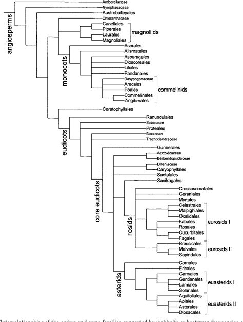 Pdf An Update Of The Angiosperm Phylogeny Group Classification For