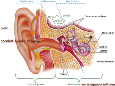 Conduit auditif définition et explications