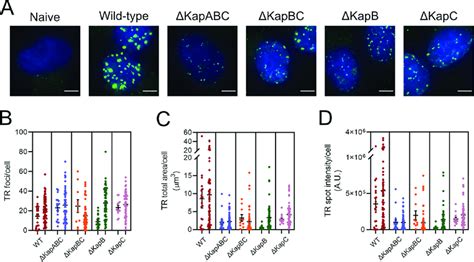 Kaposin Deficient Latent Islk Cell Lines Display Smaller Genomic Foci