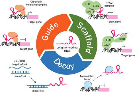 Frontiers Long Non Coding RNA NEAT1 A Novel Target For Diagnosis And