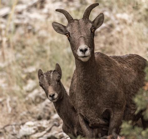 Premium Photo Portrait Of Bighorn Sheep Standing On Field