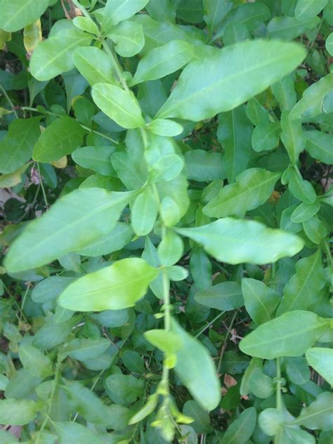 Blue Plumbago Spc Florida Plants Inaturalist