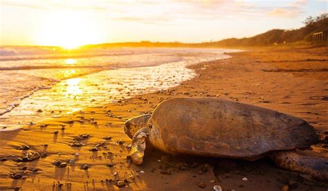 Mon Repos Turtle Centre Wins Architecture Prize Bundaberg Now