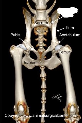 Anatomy Joints Of The Pelvic Limb Flashcards Quizlet