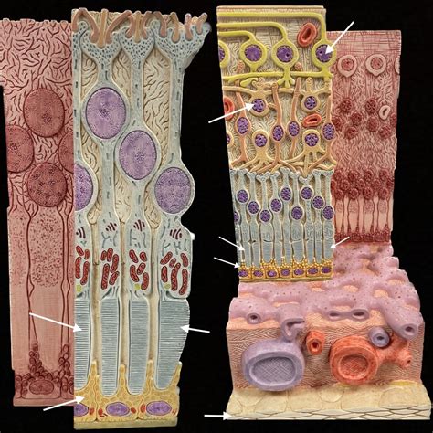 Retina Anatomy Diagram Quizlet