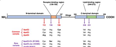 Linear Structural Features Of ApoE And The Amino Acid Differences Among