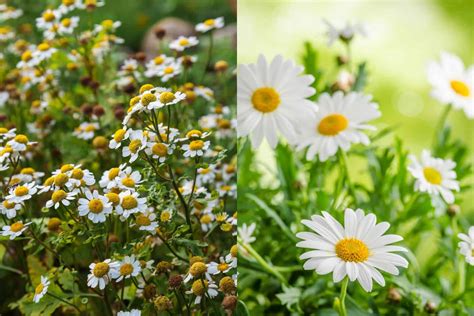 6 Things To Help Distinguish Between Feverfew Vs Chamomile