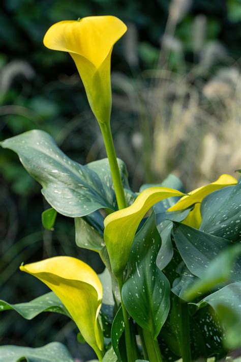 Understanding Calla Lily Meaning And Symbolism