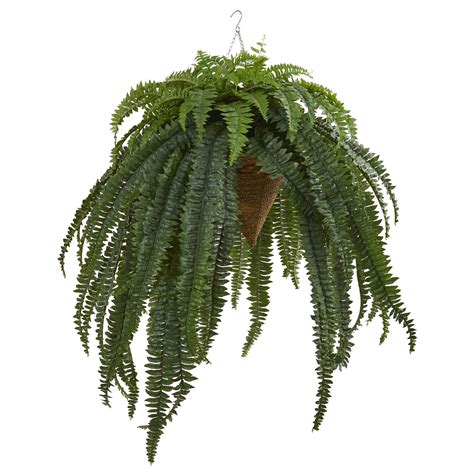 Earthflora > Outdoor Fancy Fern Plants > 50” Giant Boston Fern ...